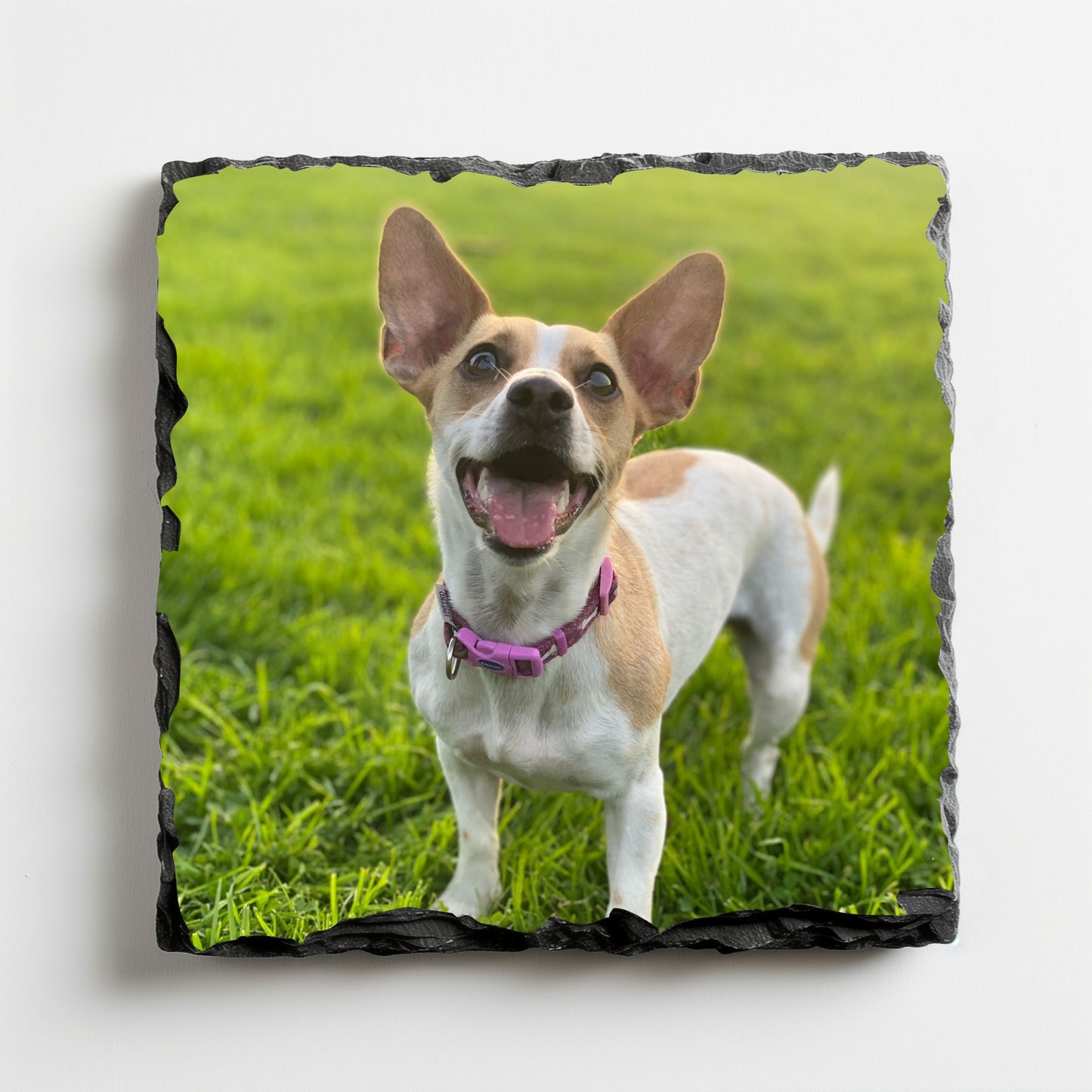 Coaster: Photograph