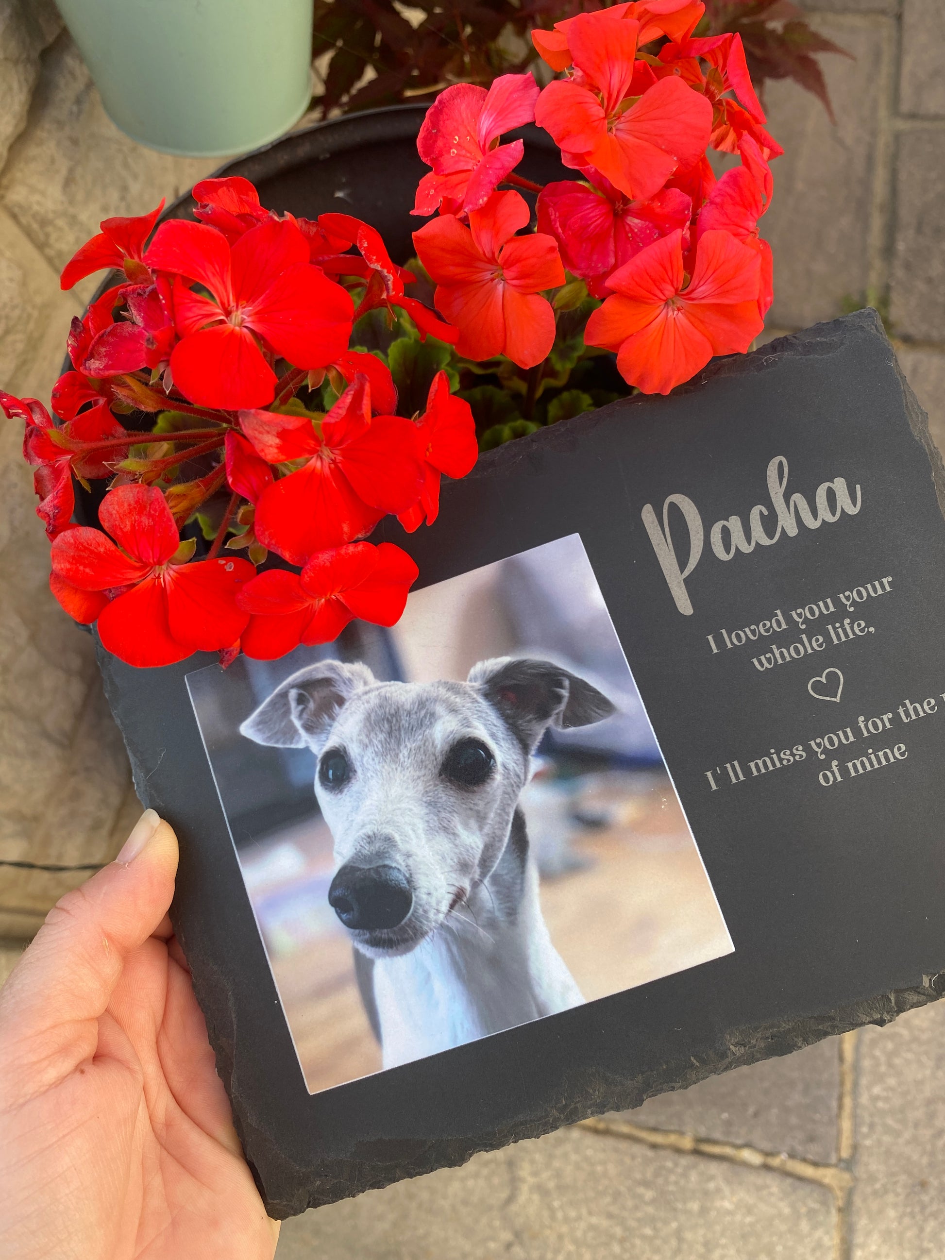 A hand holds a black slate pet memorial plaque engraved with 'Peanut' and a photo of a greyhound dog, styled next to a vibrant red geranium plant.